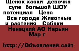 Щенок хаски, девочка супе, большой ШОУ потенциал › Цена ­ 50 000 - Все города Животные и растения » Собаки   . Ненецкий АО,Нарьян-Мар г.